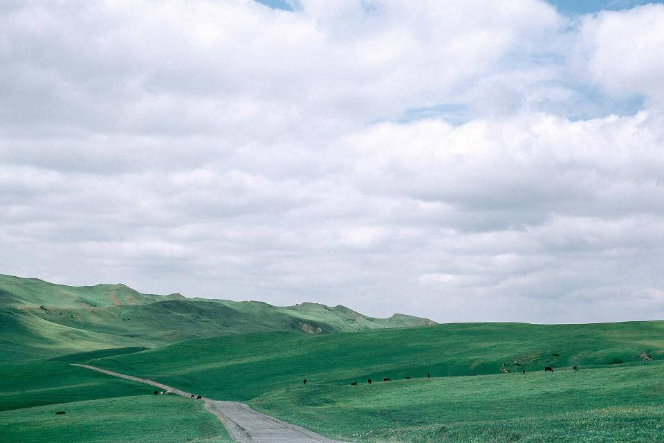 蜿蜒的道路穿過綠色起伏的山丘，有吃草的牛群，天空多雲