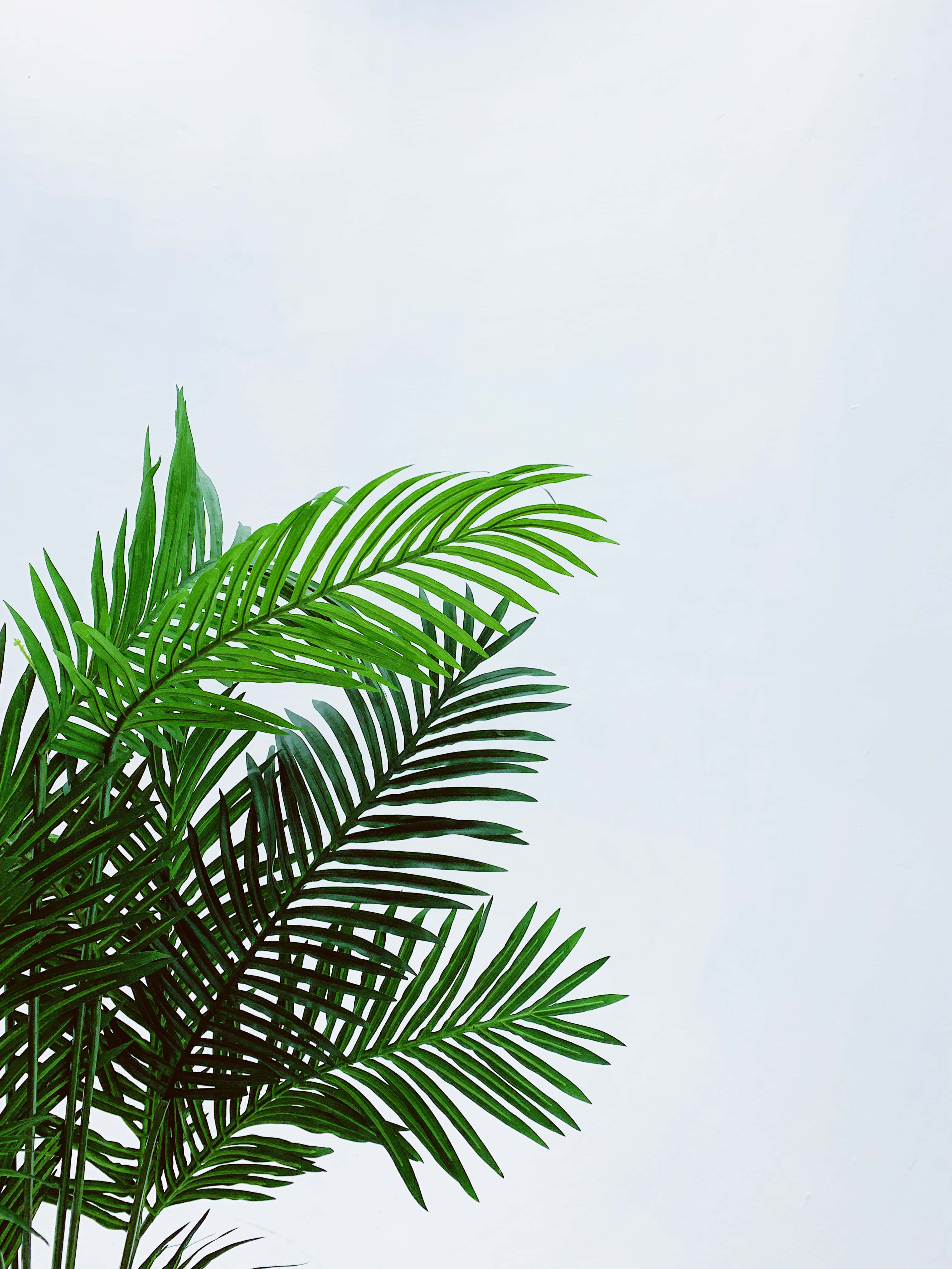 湛藍天空下的翠綠棕櫚葉 壁紙 — 充滿活力的綠色棕櫚葉在柔和蒼白的天空下優雅地拱起，形成極簡主義的植物構圖。
