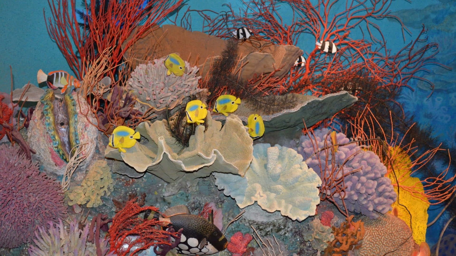 Aquatic 桌布 壁紙 — 湛藍海水下，充滿活力的珊瑚礁中，色彩繽紛的魚類和精緻的紅色、紫色和黃色珊瑚琳瑯滿目。