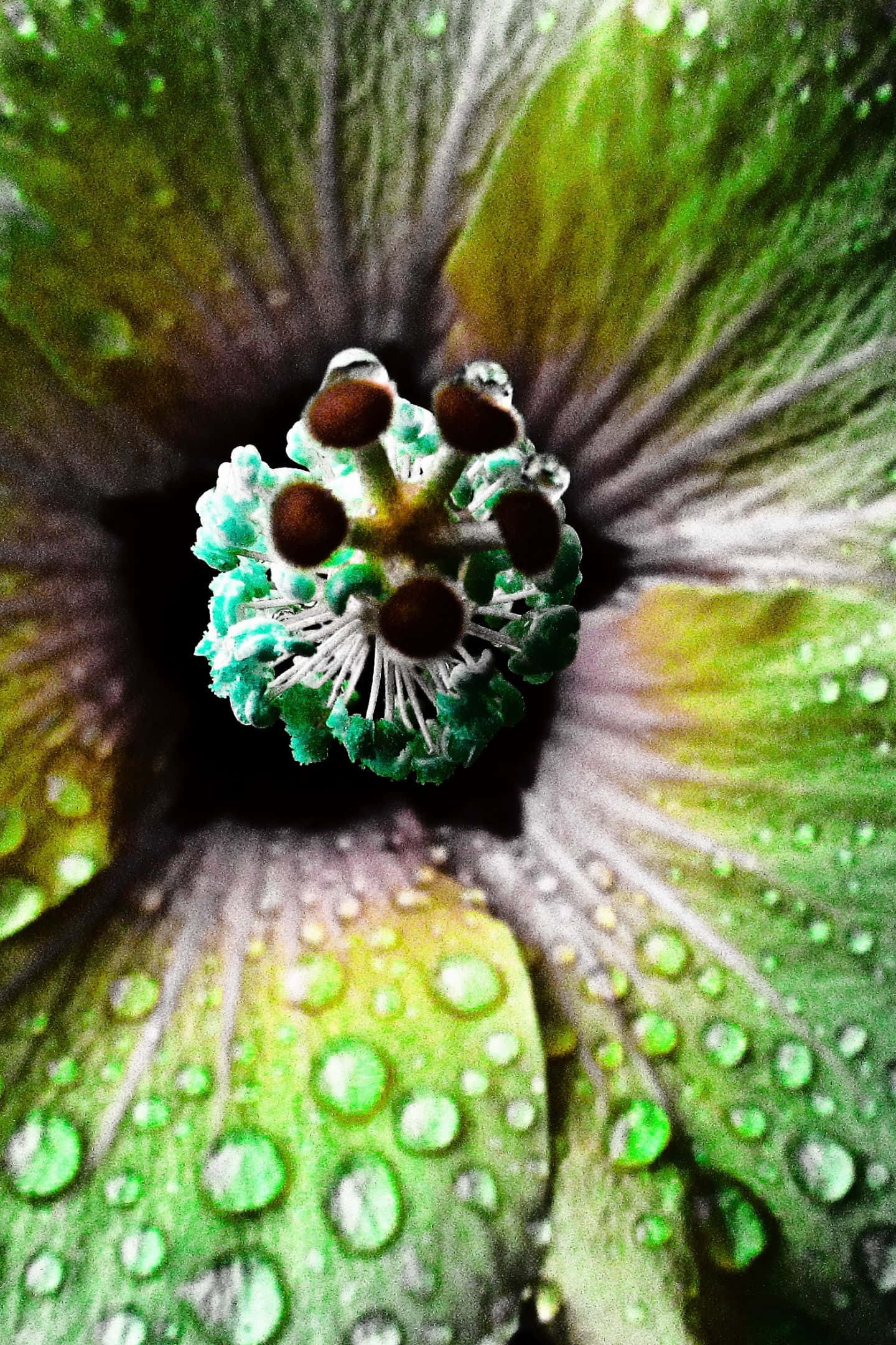湛藍海洋上的壯麗日落 壁紙 — 綠色木芙蓉花的微距拍攝，花瓣和雄蕊上閃爍著露珠。