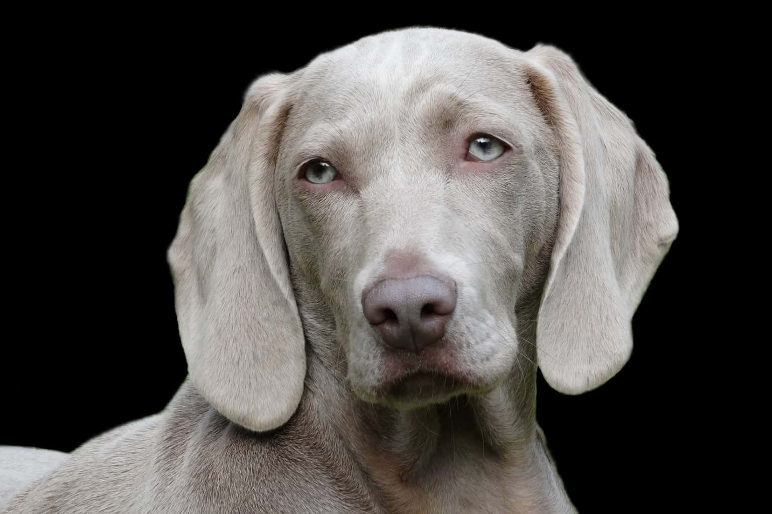 黑色背景上，一隻嚴肅嘅灰色威瑪獵犬，帶有充滿靈魂嘅眼睛。