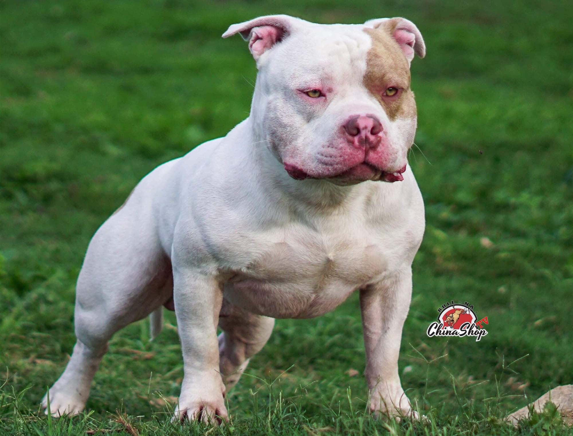 準備好冒險的Bully Dog 壁紙 — 一隻肌肉發達的白色和棕褐色美國惡霸犬，在充滿活力的綠色草地上警覺地站立，目光專注。