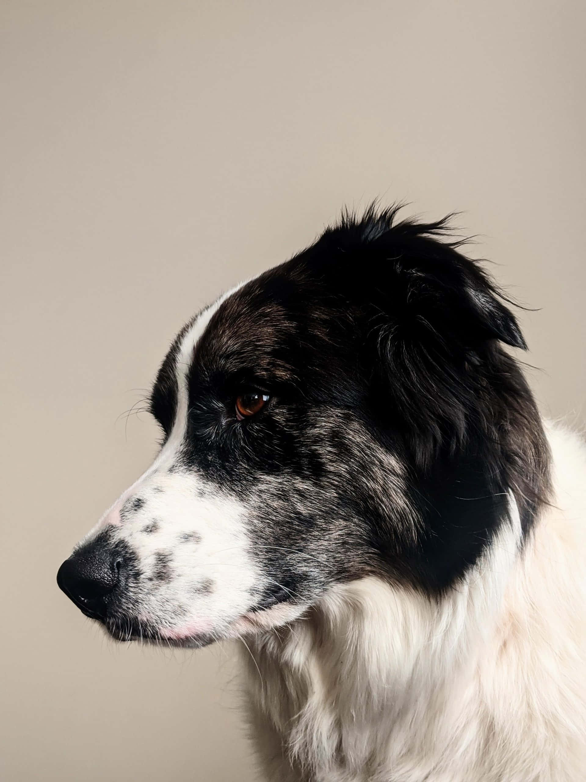 準備好冒險的可愛邊境牧羊犬幼犬 壁紙 — 一隻黑白狗嘅特寫肖像，嘴部有斑點，喺中性米色背景前若有所思咁凝視。