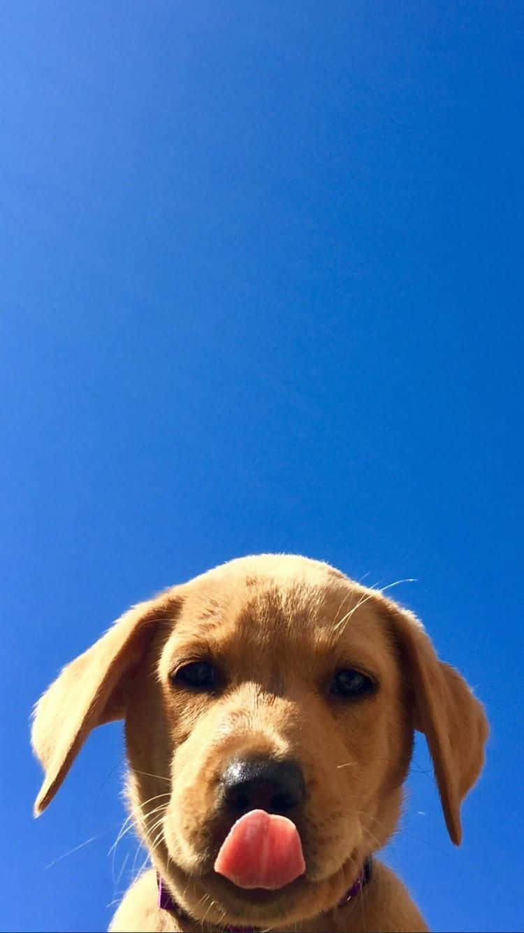 金毛尋回犬幼犬在明亮的藍天下伸出舌頭