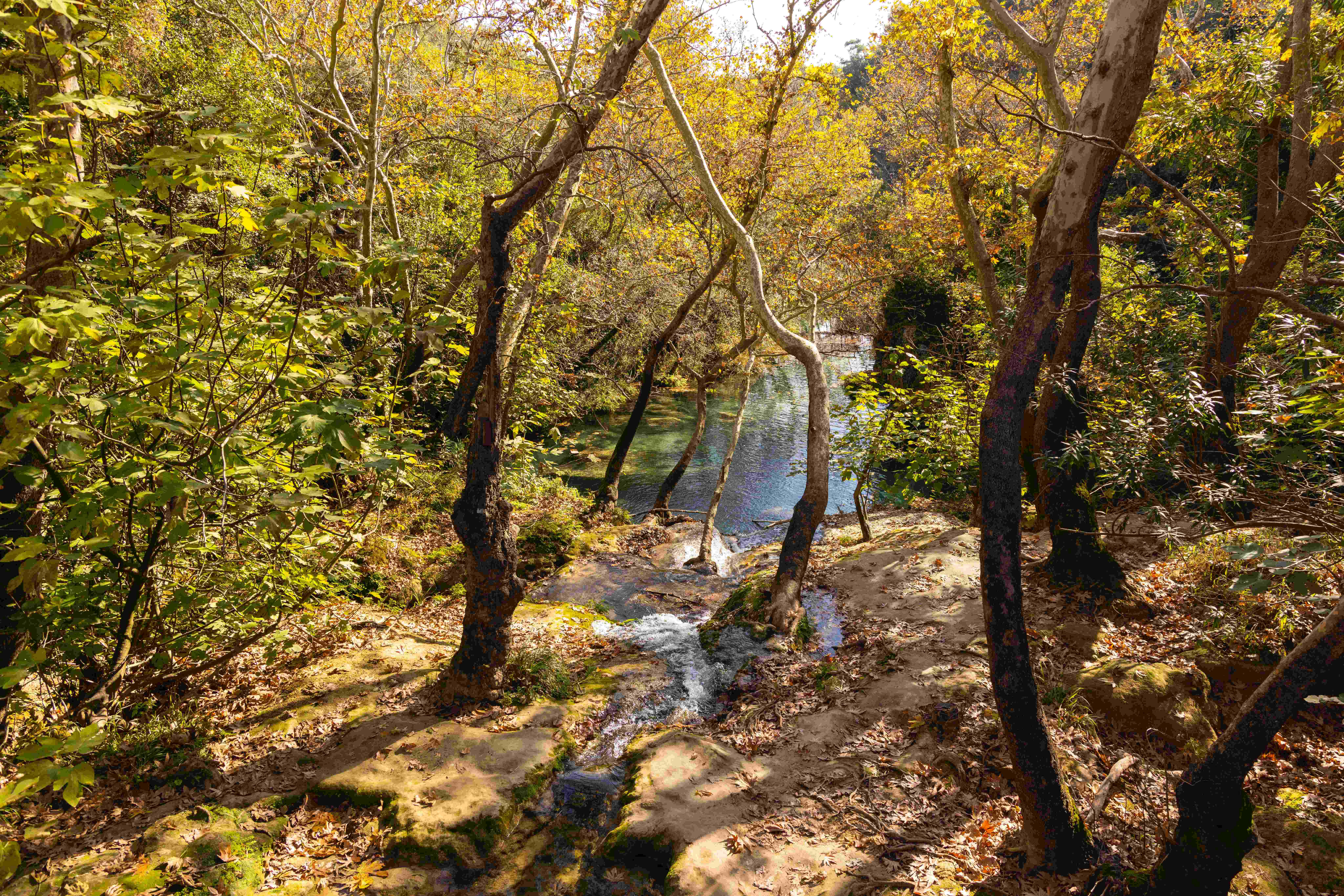 溪流與無葉樹叢林背景 壁紙 — 陽光穿過金黃色的秋葉，在蜿蜒的森林溪流上投下斑駁的陰影。