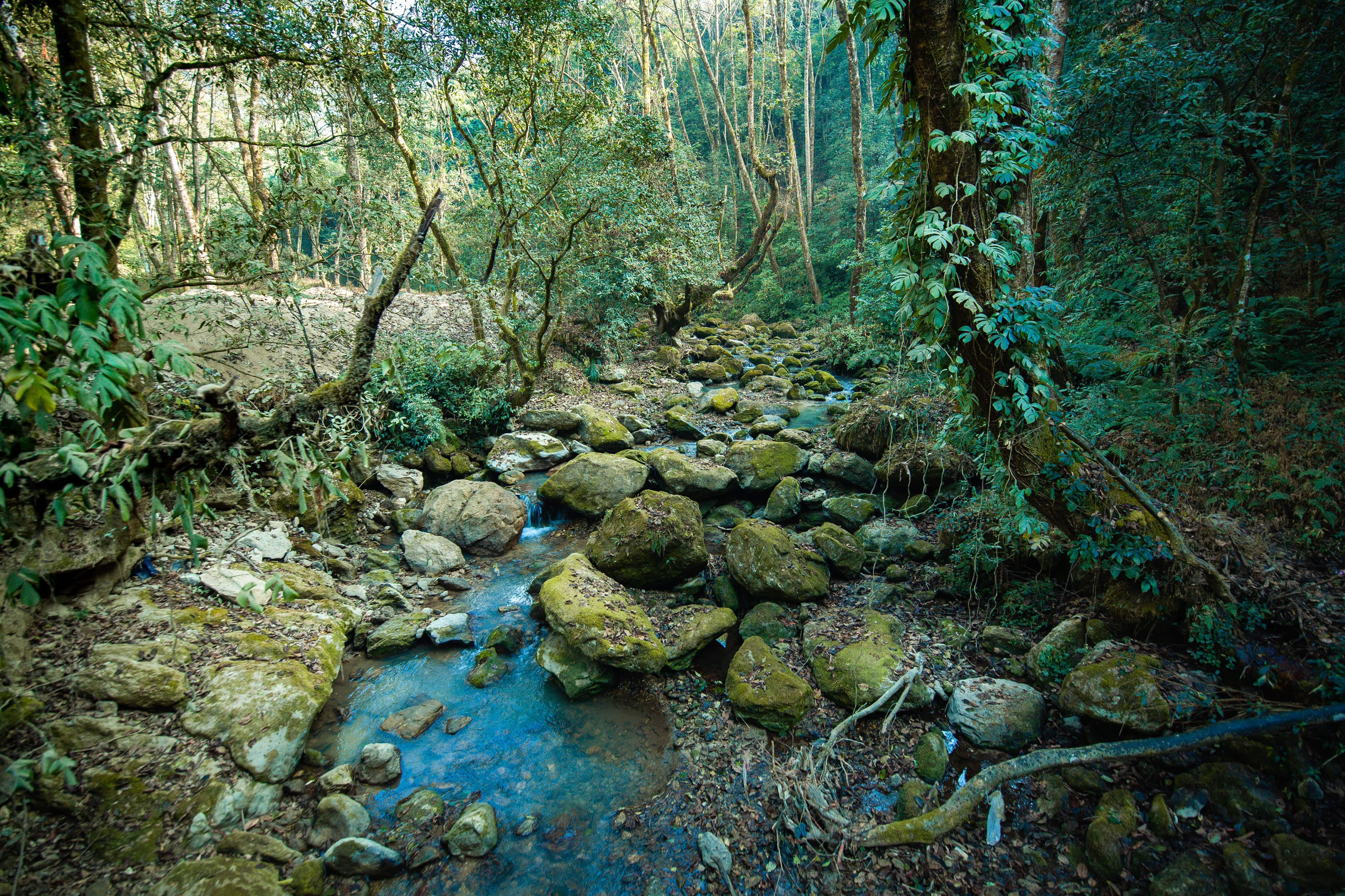 溪流與青苔岩石的叢林背景 壁紙 — 一條寧靜的森林小溪蜿蜒流過長滿苔蘚的岩石和茂密的綠色樹葉，陽光斑駁。