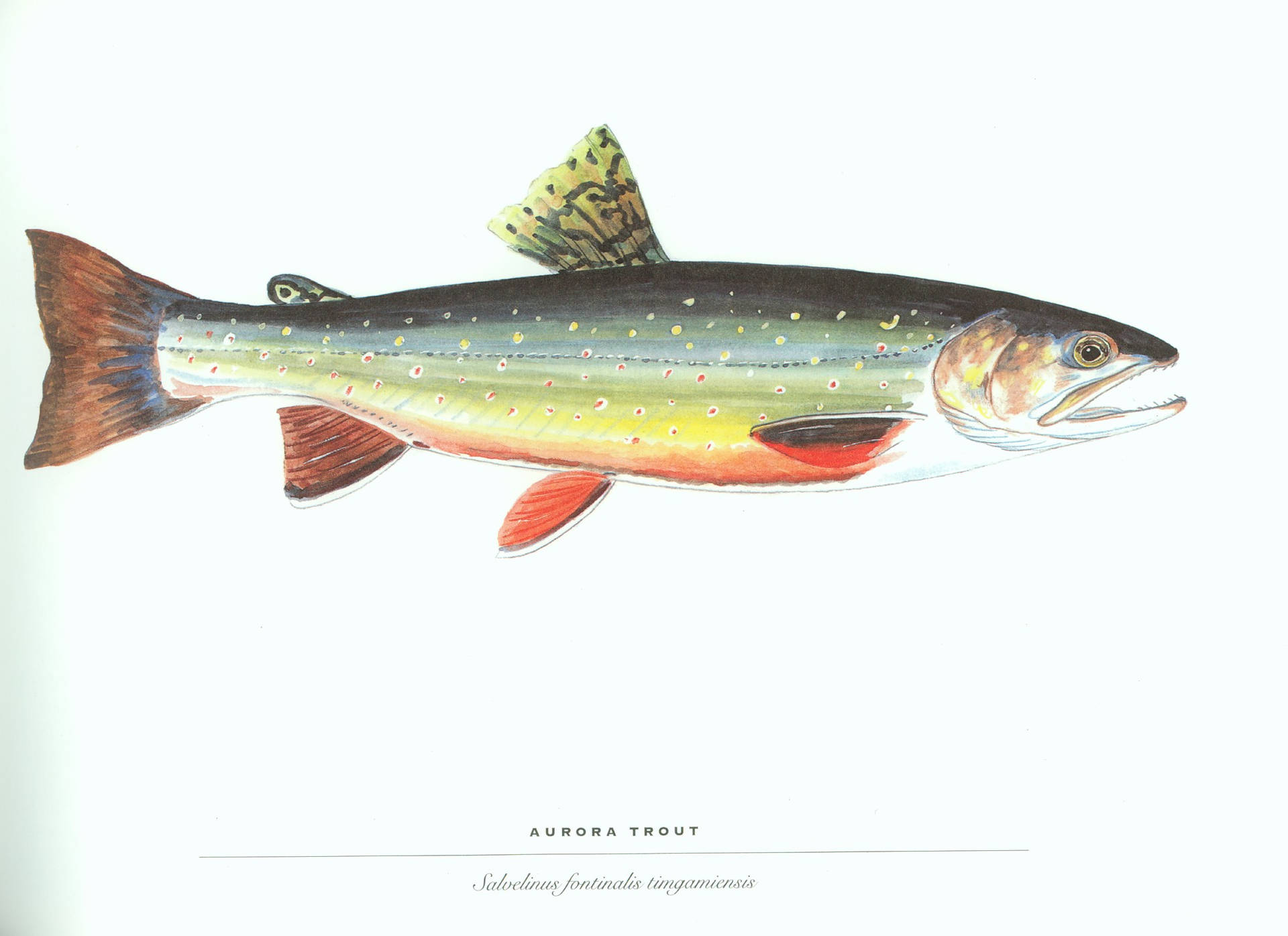 極光鱒魚的科學插圖，帶有斑點綠色身體和紅色魚鰭。