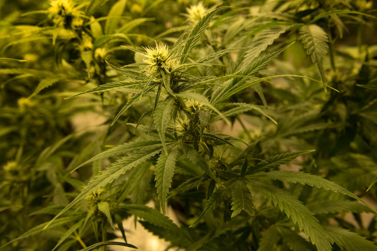 大麻 桌布 壁紙 — 溫暖人造燈光下，帶有萌芽花朵的鮮綠色大麻植物特寫。