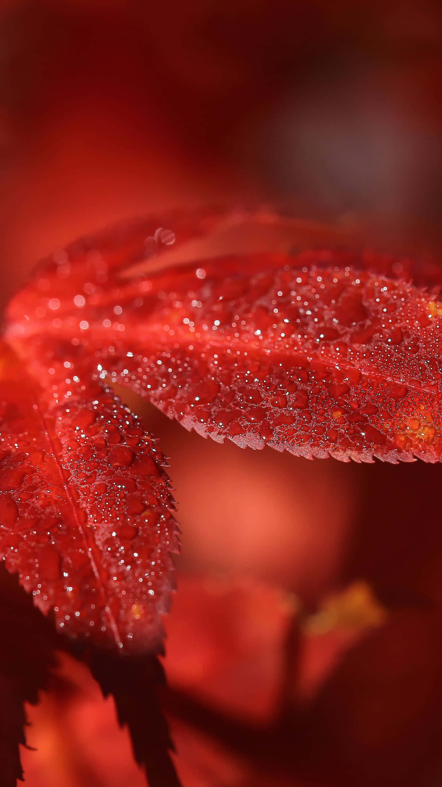 Fall Dew 桌布 壁紙 — 溫暖燈光下，一片鮮紅葉片閃爍著露珠的特寫。