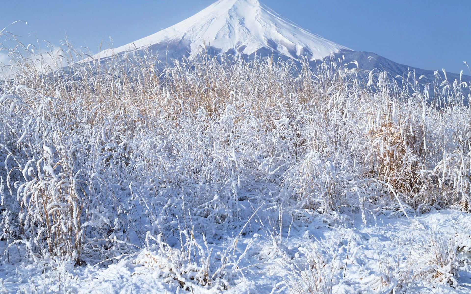 藍天下背景中富士山與被雪覆蓋的草