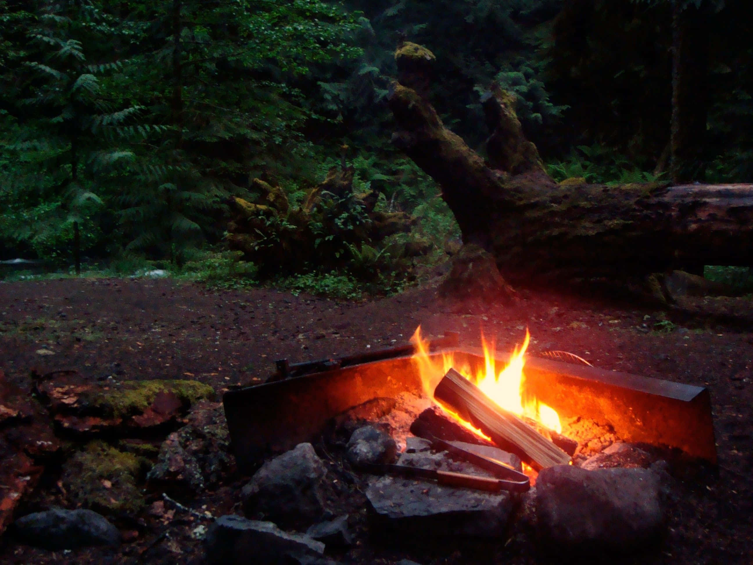 Campfire 桌布 壁紙 — 溫暖的營火在黃昏時分長滿苔蘚的森林空地上噼啪作響，將金色的光芒投射到周圍的蕨類植物和倒下的原木上。