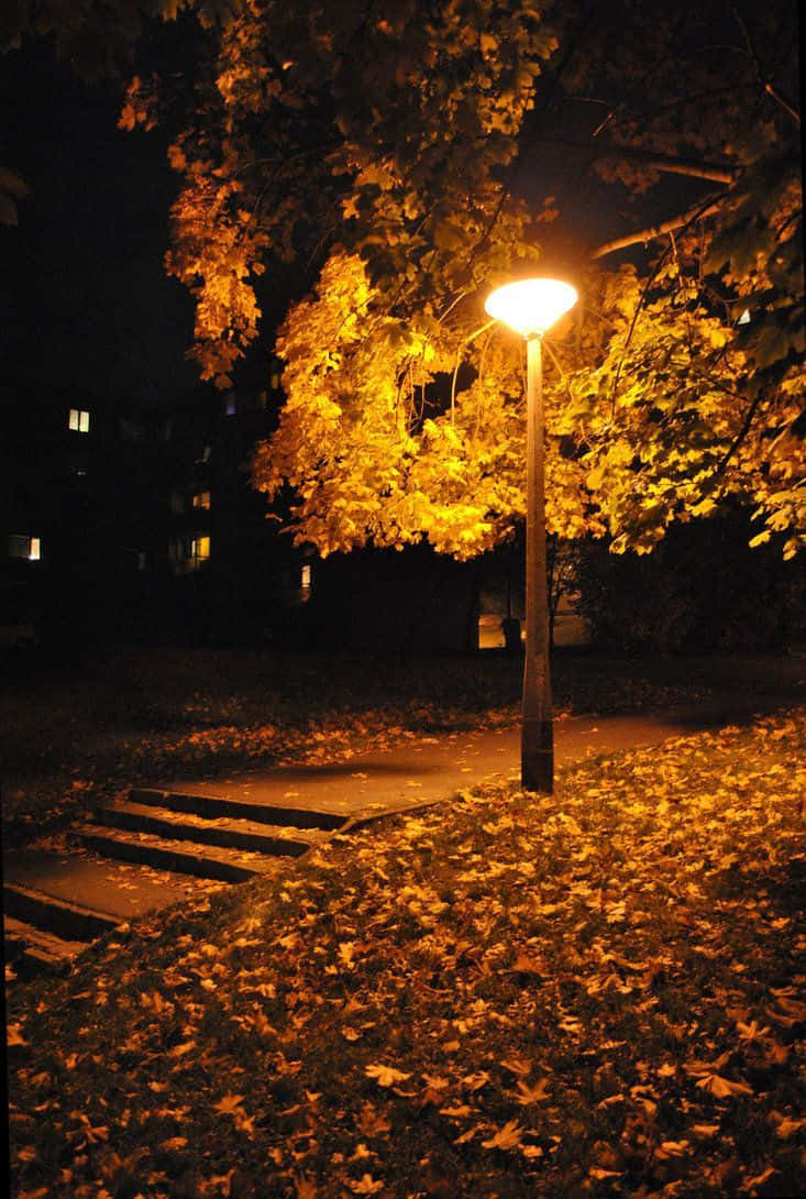 Autumn Evening 桌布 壁紙 — 溫暖的街燈在漆黑的都市夜色中，將秋葉和樹枝沐浴在金黃色的光芒中。