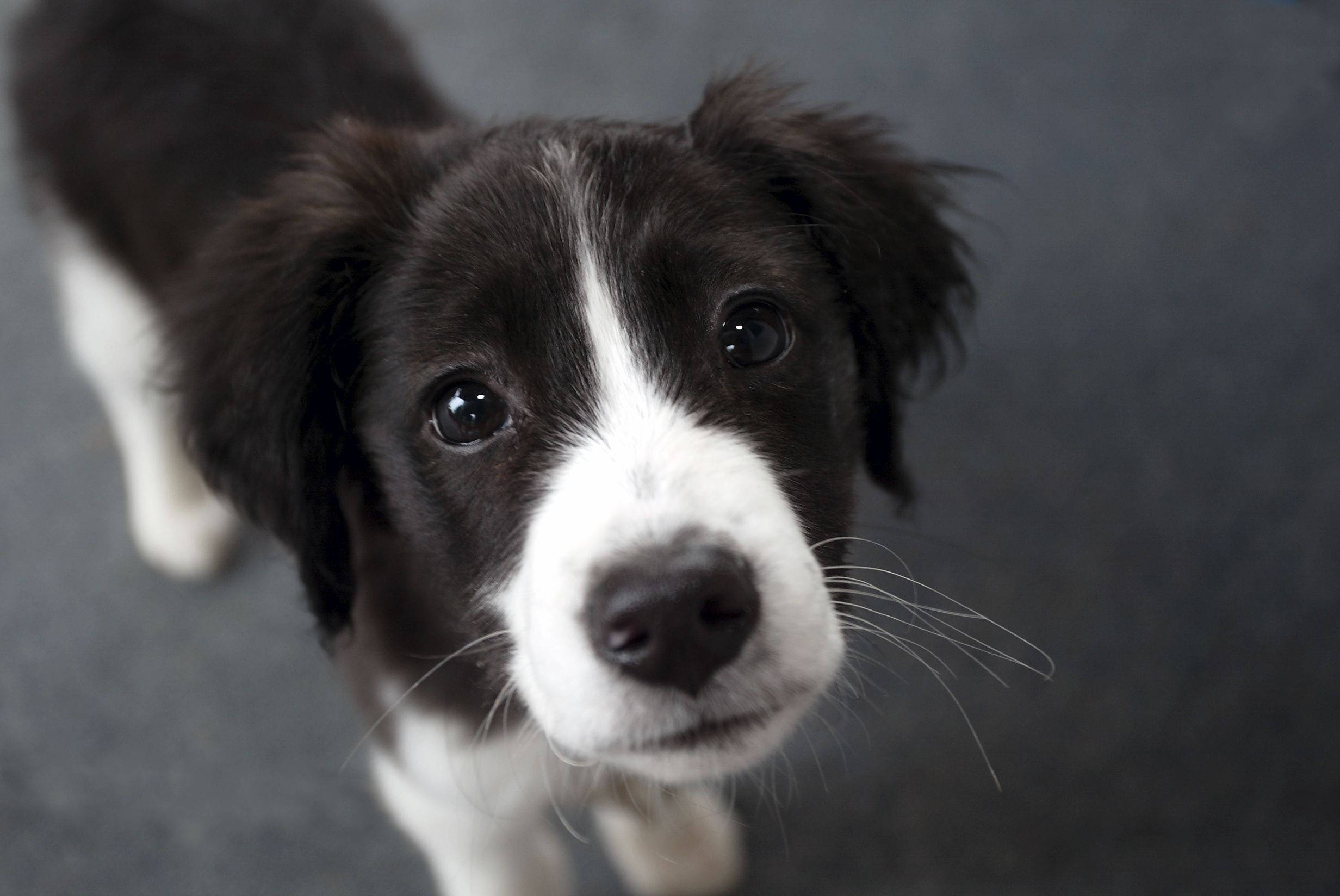 溫暖眼神的邊境牧羊犬幼犬 壁紙 — 一隻黑白幼犬在灰色背景前抬頭仰望，有著一雙大而深邃的眼睛的特寫。