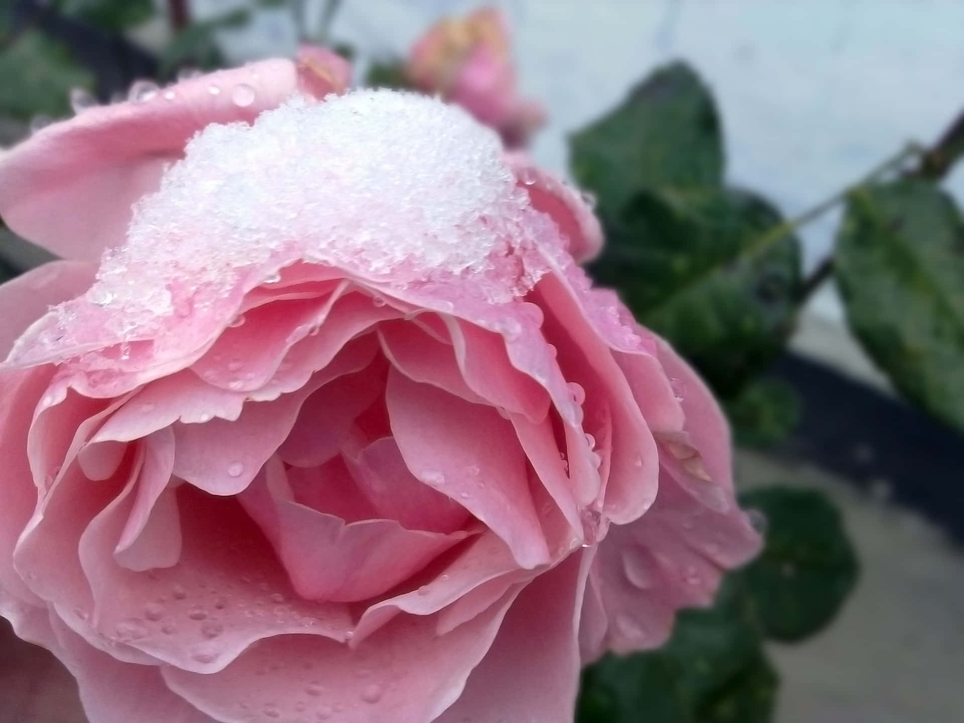 粉紅玫瑰，花瓣上有雪和露水，周圍環繞著綠葉。