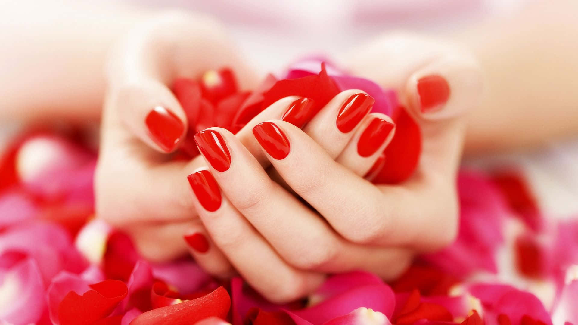 Cute Nails 桌布 壁紙 — 溫柔的雙手，帶有光澤的紅色指甲，捧著一簇鮮豔的紅色和粉紅色玫瑰花瓣，背景柔和模糊。