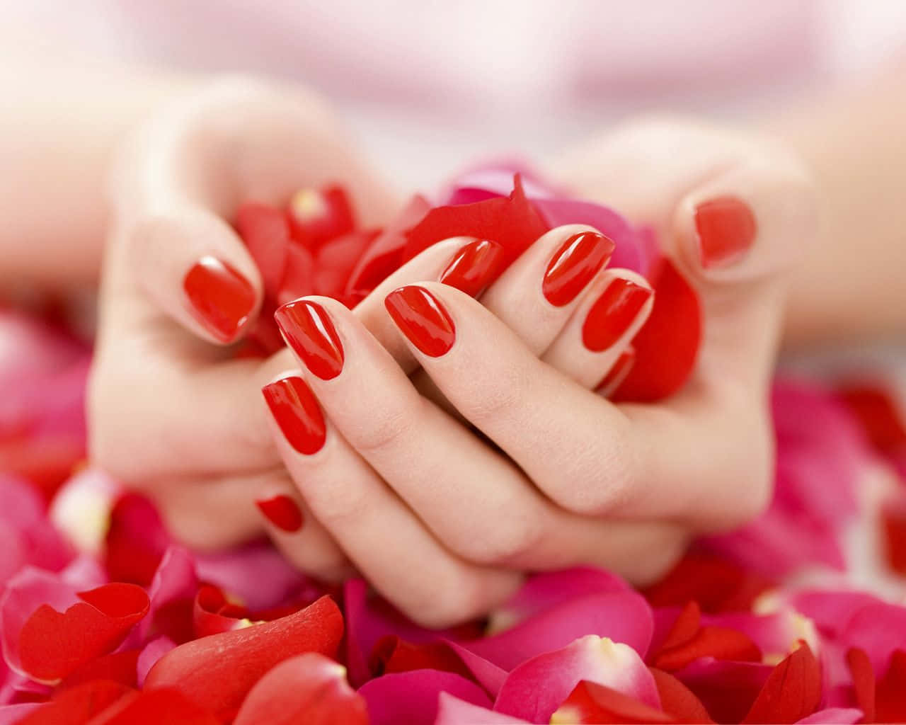 Rose Petal 桌布 壁紙 — 溫柔的雙手，帶有光澤的紅色指甲，捧著一簇鮮紅的玫瑰花瓣，背景是柔和的粉紅色。