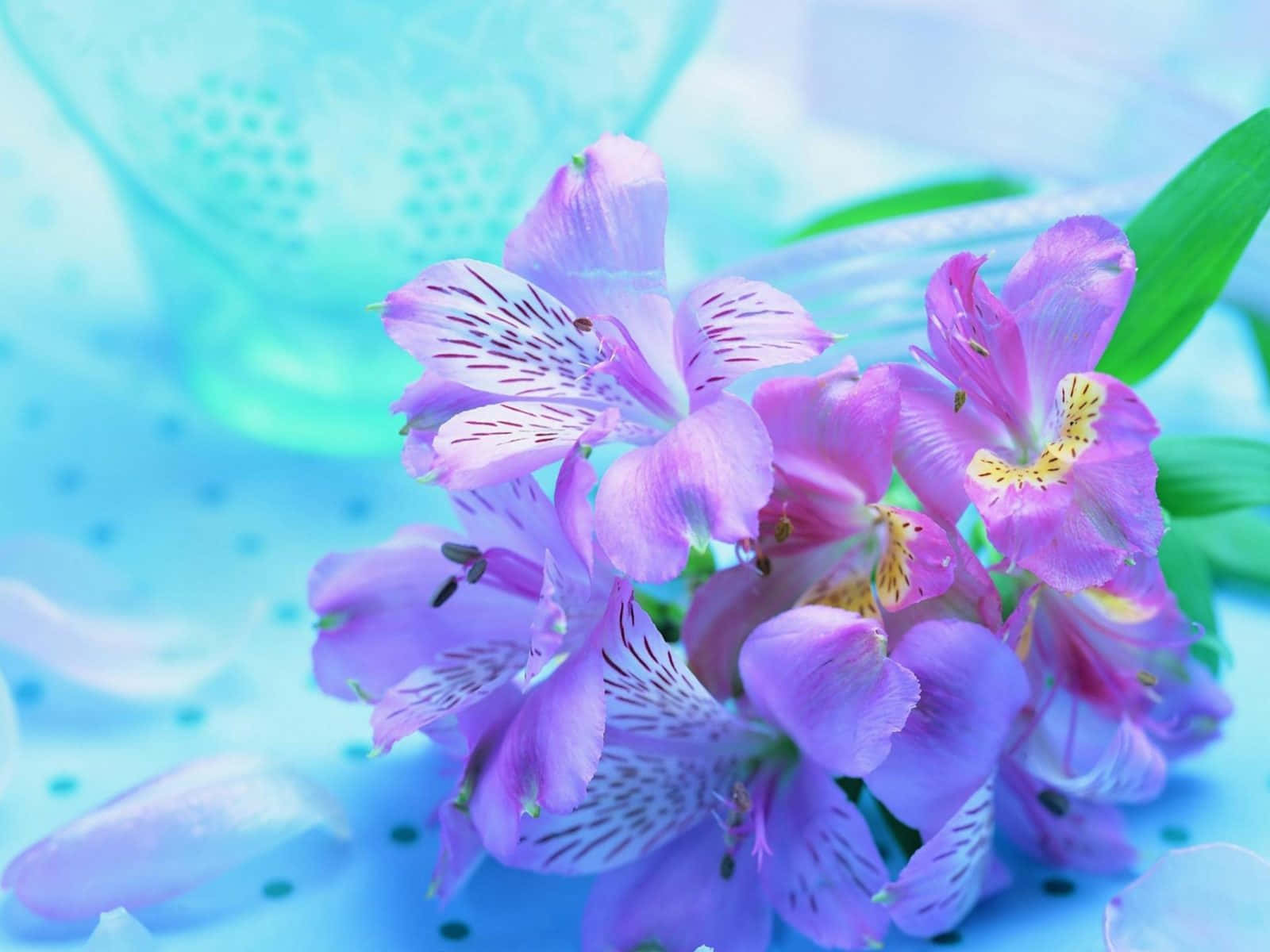 溫柔紫百合 壁紙 — 鮮豔的紫色六出花在柔和的藍色紋理背景上盛開，襯托著綠葉。