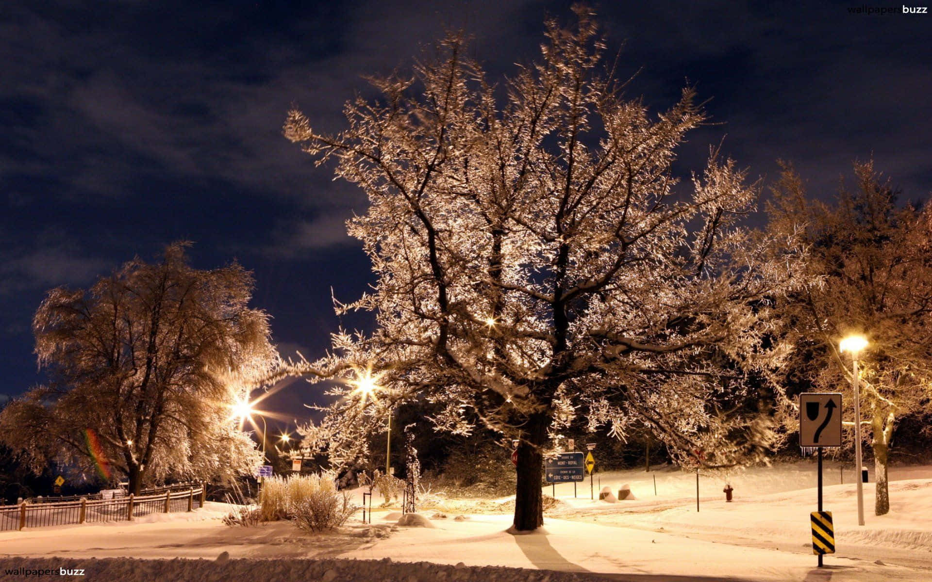 夜晚，雪覆蓋的城市公園中，結霜的樹木被街燈照亮。