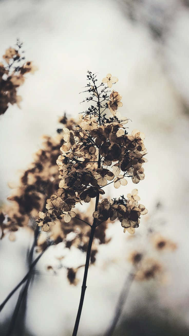 米色調的乾燥繡球花，帶有柔和模糊的背景。