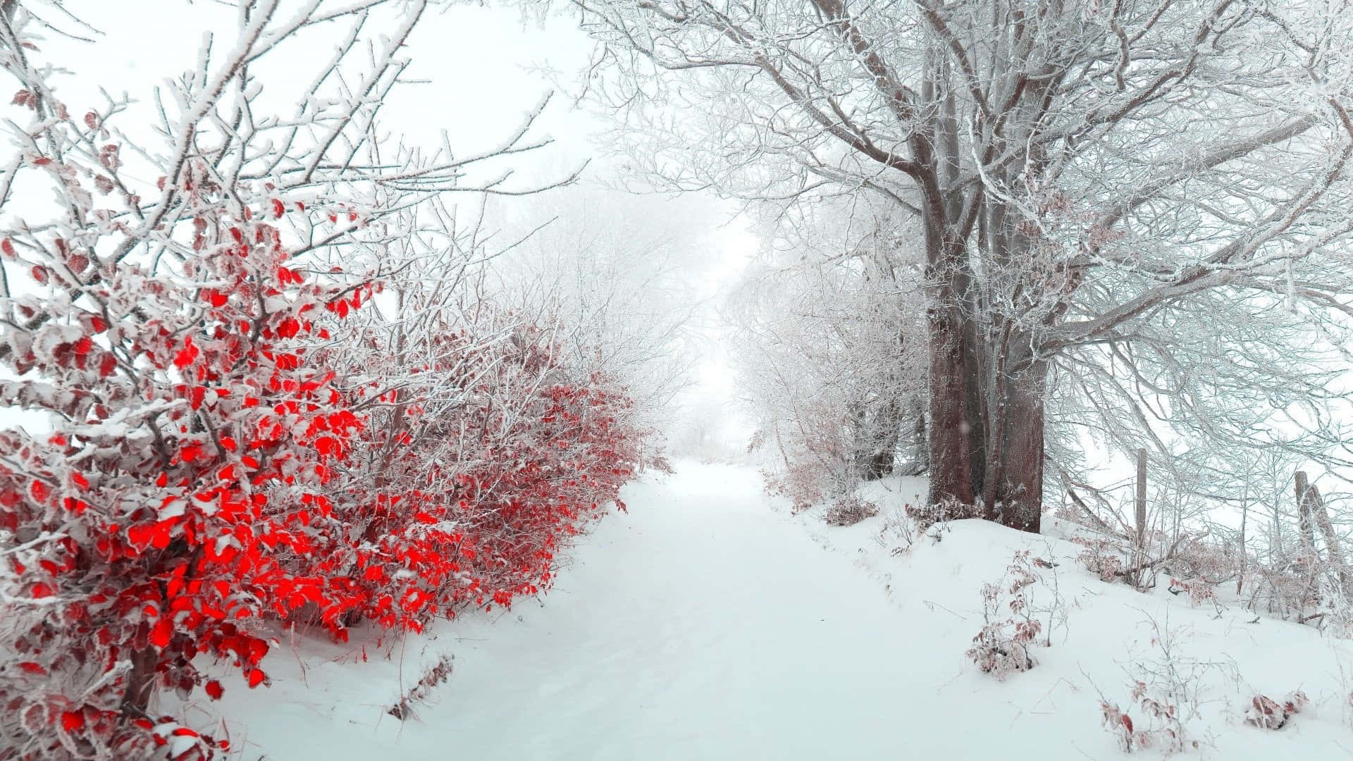 溫馨的冬日午後 壁紙 — 一條白雪覆蓋的森林小徑，兩旁是結霜的樹木和鮮紅色的灌木叢，在迷濛的冬日陽光中閃耀。