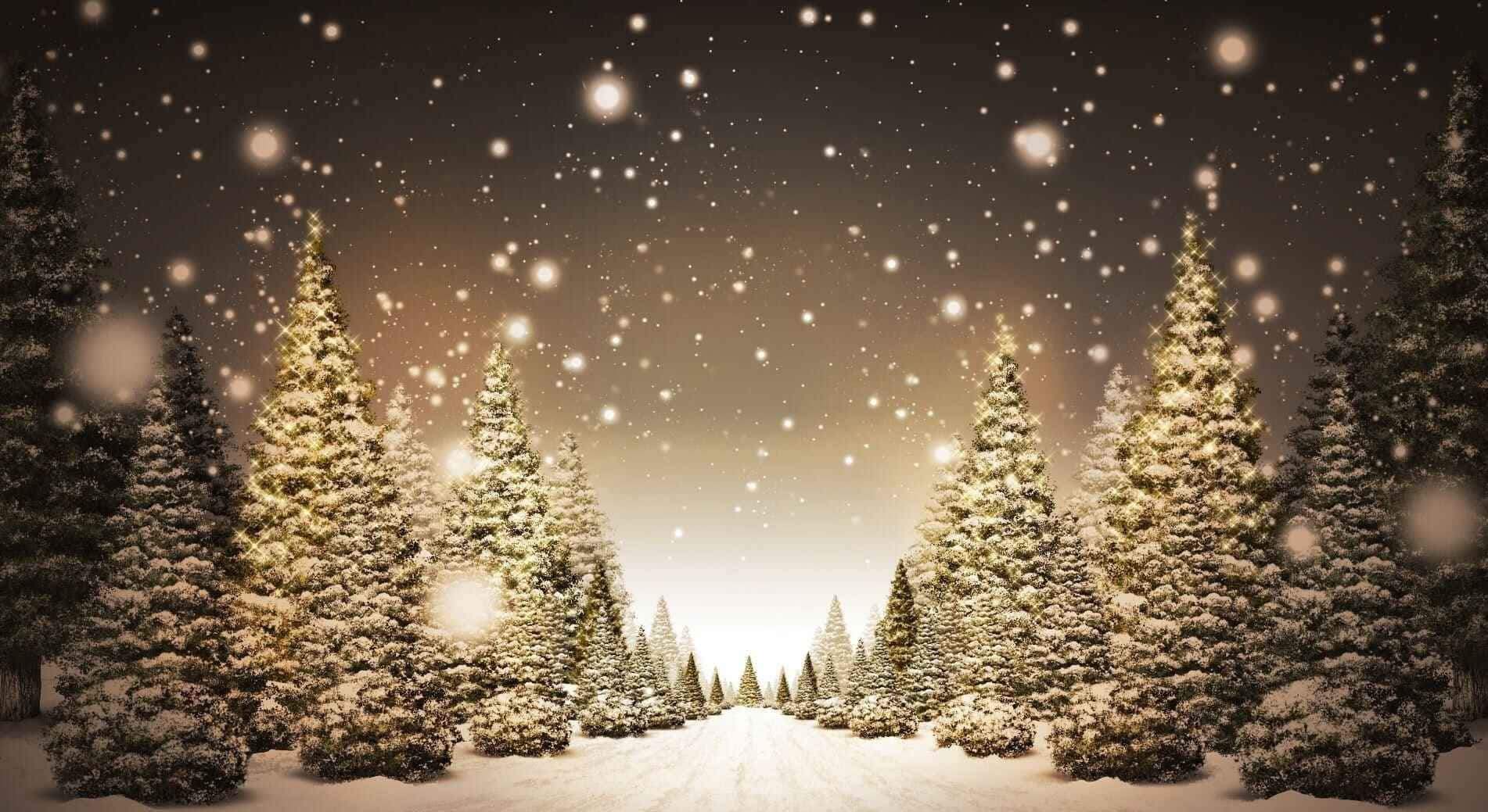 積雪的松樹排列在發光的小徑兩旁，背景是繁星點點的冬夜天空。