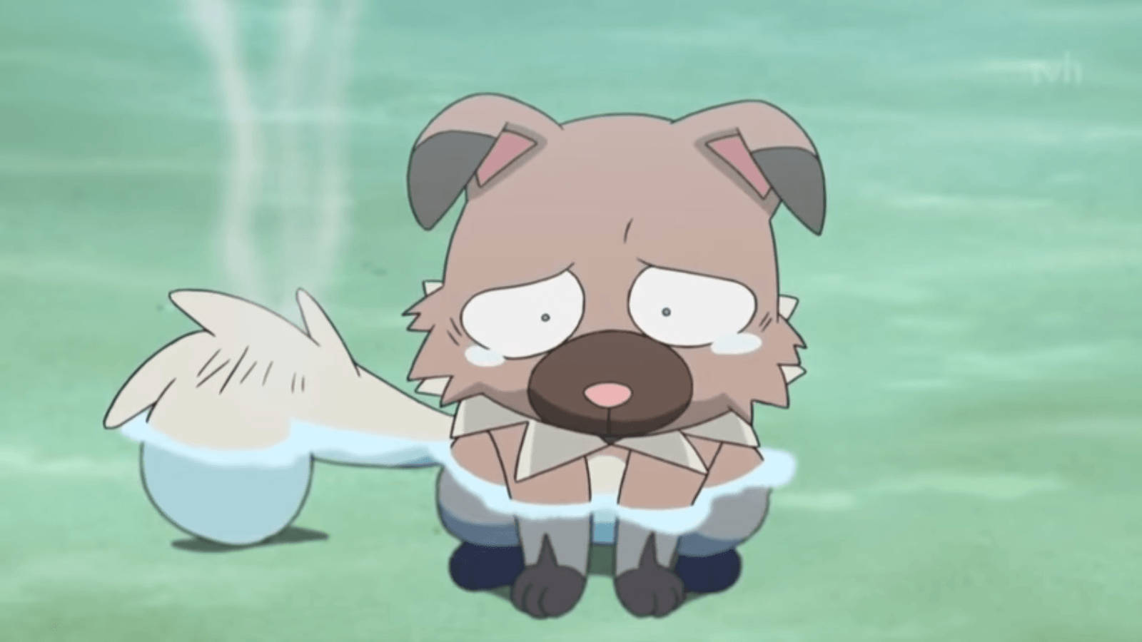 溼漉漉不開心的 Rockruff 壁紙 — 一隻可愛的動漫小狗，大眼睛和濕尾巴，坐在淺水中，看起來很吃驚。