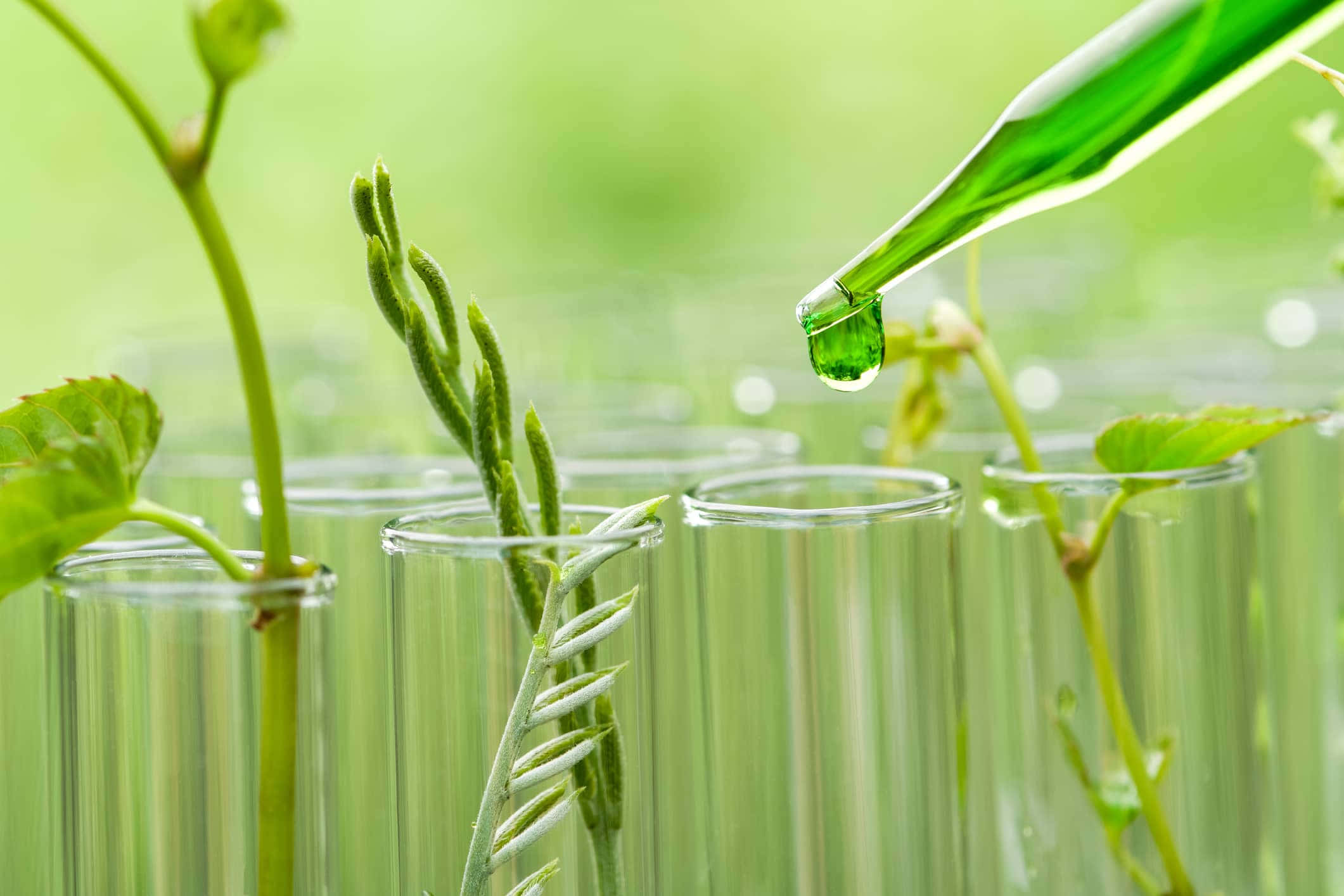 Green Chemistry 桌布 壁紙 — 滴管將充滿活力的綠色液體滴入透明試管中的年輕植物嫩芽上，背景為柔和的綠色。