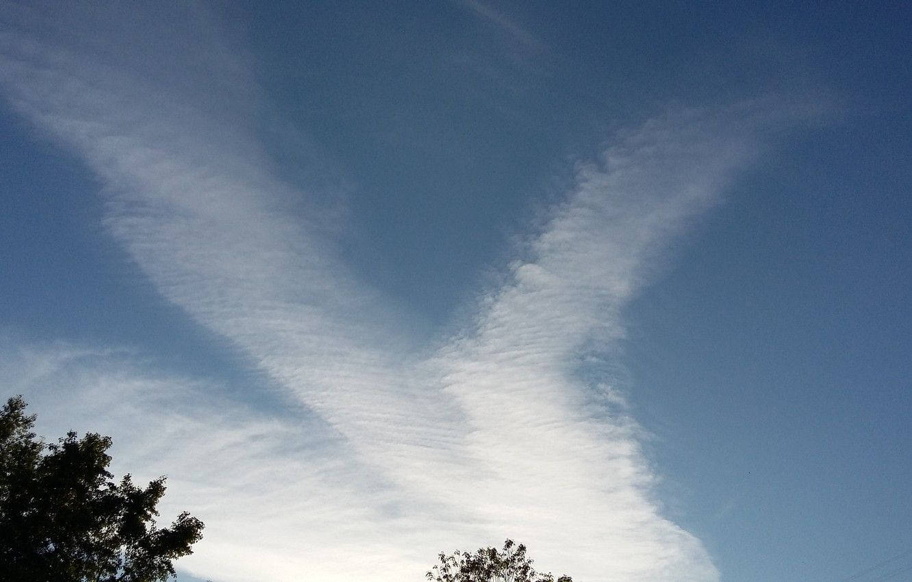 樹梢剪影映襯著藍天和縷縷白雲。