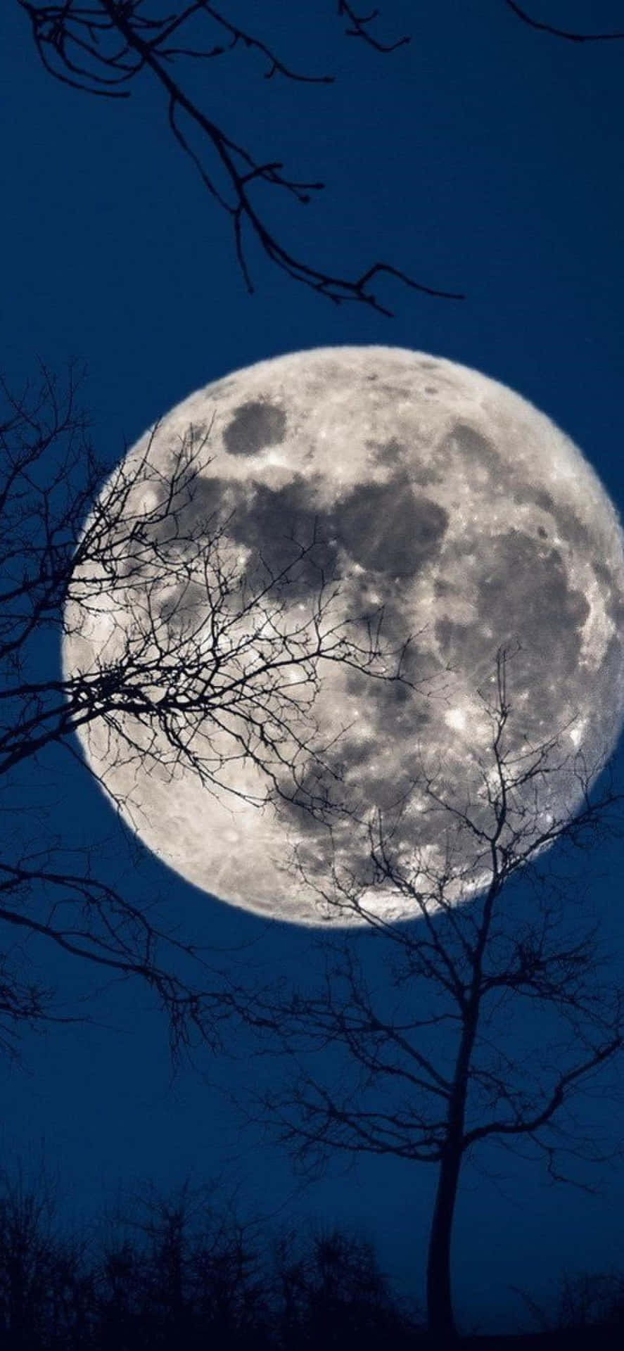 滿月 iPhone 壁紙 — 一輪巨大而細節豐富的滿月在深藍色夜空下發光，被光禿禿的樹枝框住。