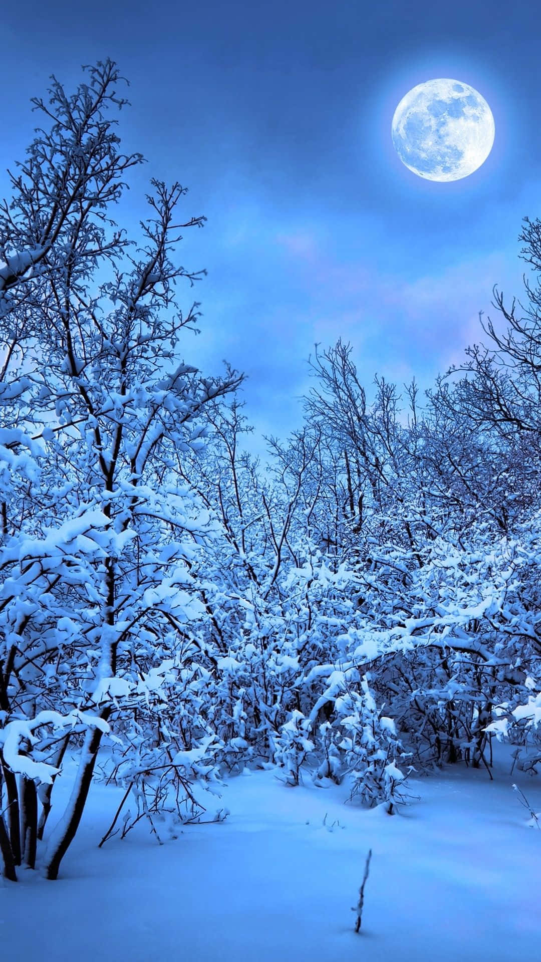 滿月下的雪景森林 壁紙 — 白雪覆蓋光禿的樹木，明亮的滿月在冬日森林上投下寧靜的藍色光芒。