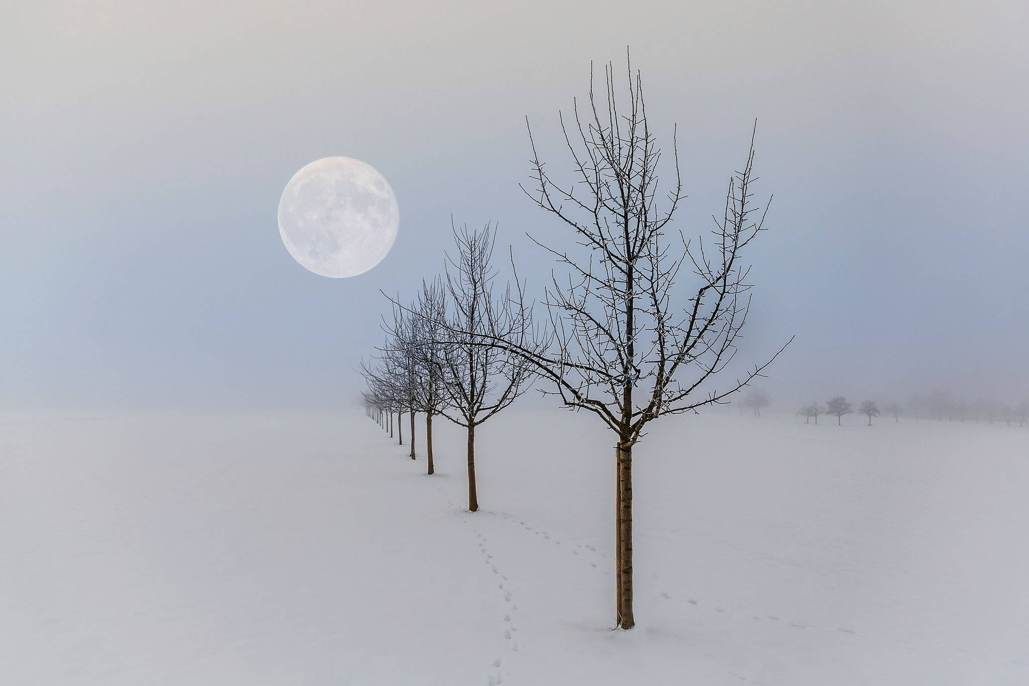 滿月與冬季風景 壁紙 — 一條孤獨的小徑蜿蜒穿過白雪覆蓋的樹木，在霧濛濛的冬日田野上，一輪巨大的滿月高懸。