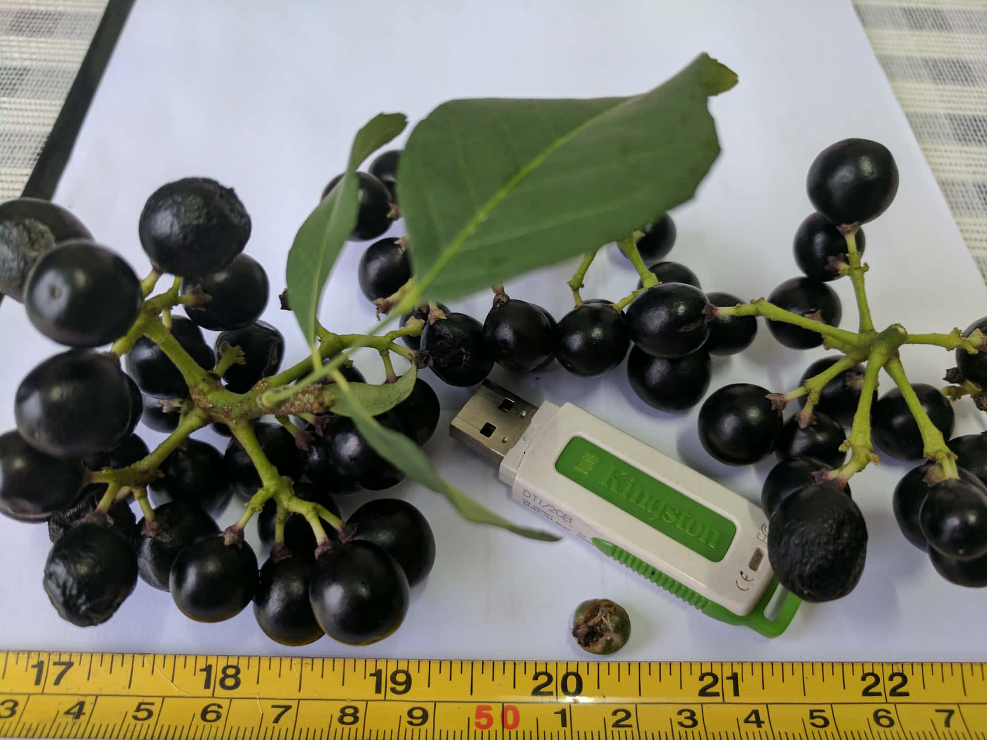 黑色漿果配綠葉，旁邊是USB驅動器，放在捲尺上。