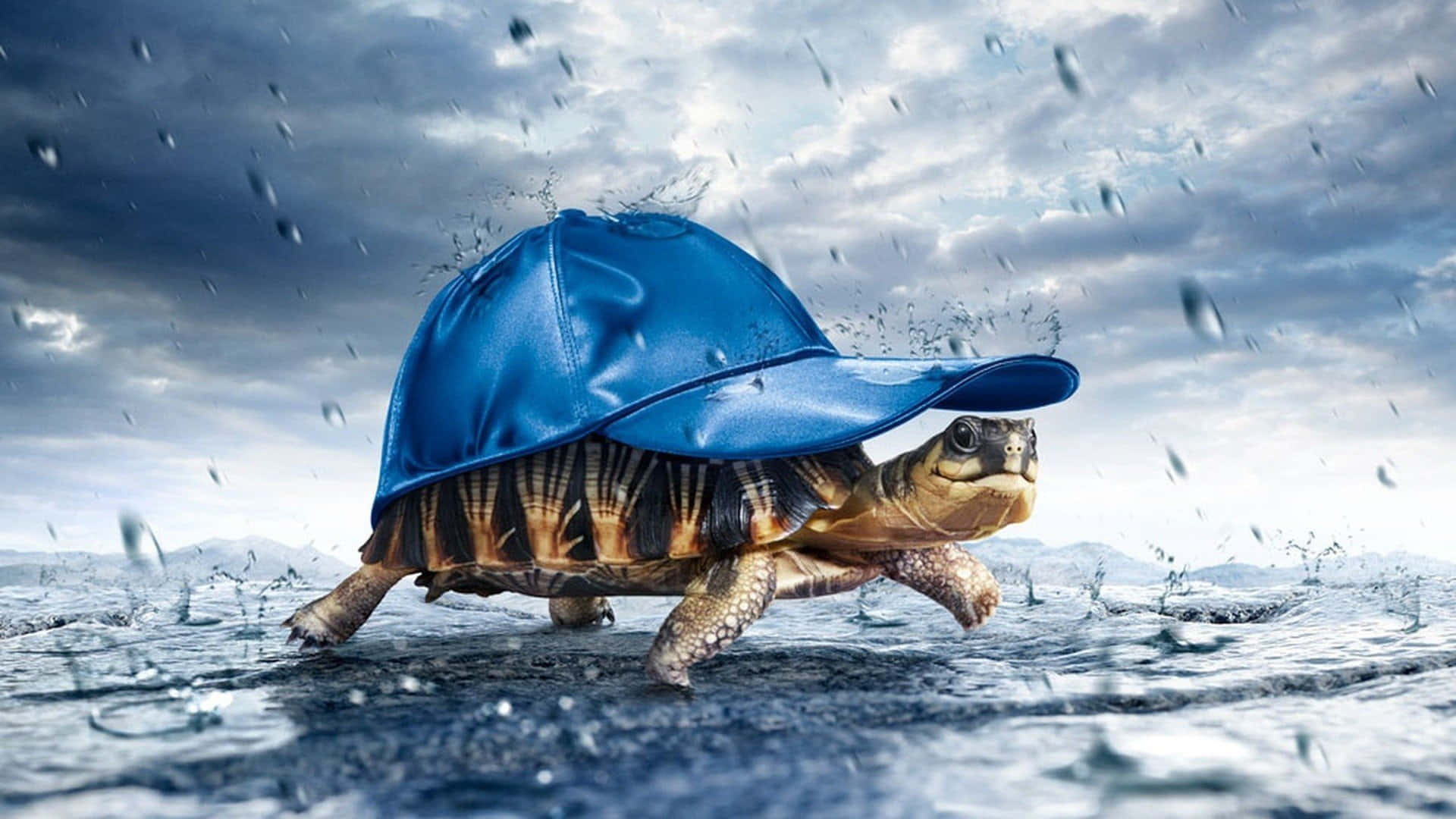 一隻戴著藍色帽子的海龜在暴風雨的天空下走過雨水。