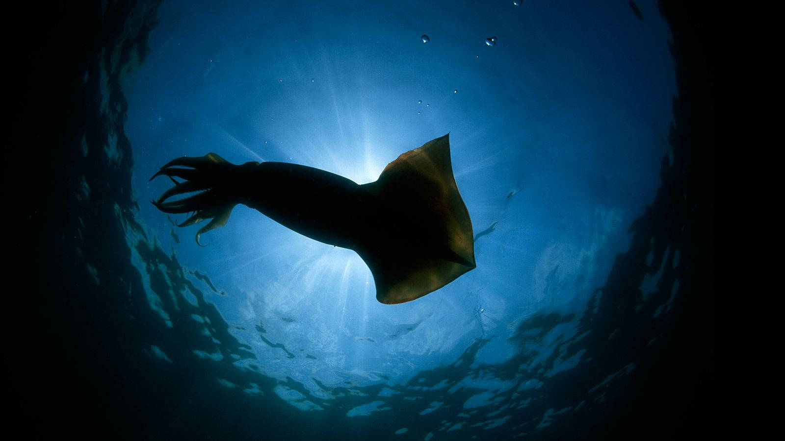 魷魚剪影在水中游動，陽光穿過藍色海水閃耀。
