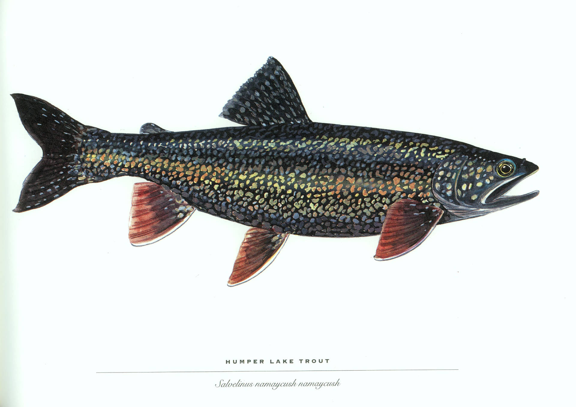亨珀湖鱒魚的科學插圖，帶有斑點身體和紅色魚鰭。