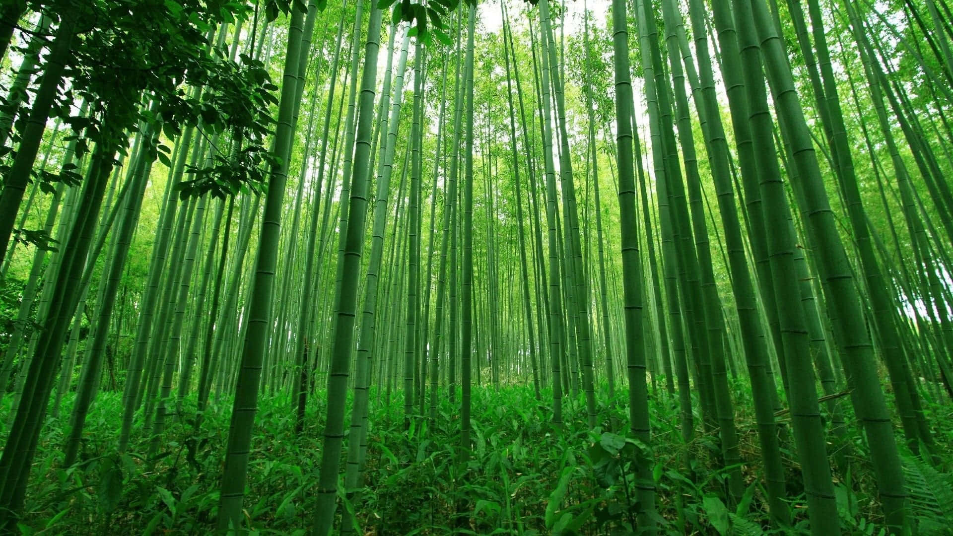 漫步寧靜的竹林美景 壁紙 — 高聳的竹莖向上延伸，穿過茂密的翡翠色森林樹冠，過濾著柔和的天光。