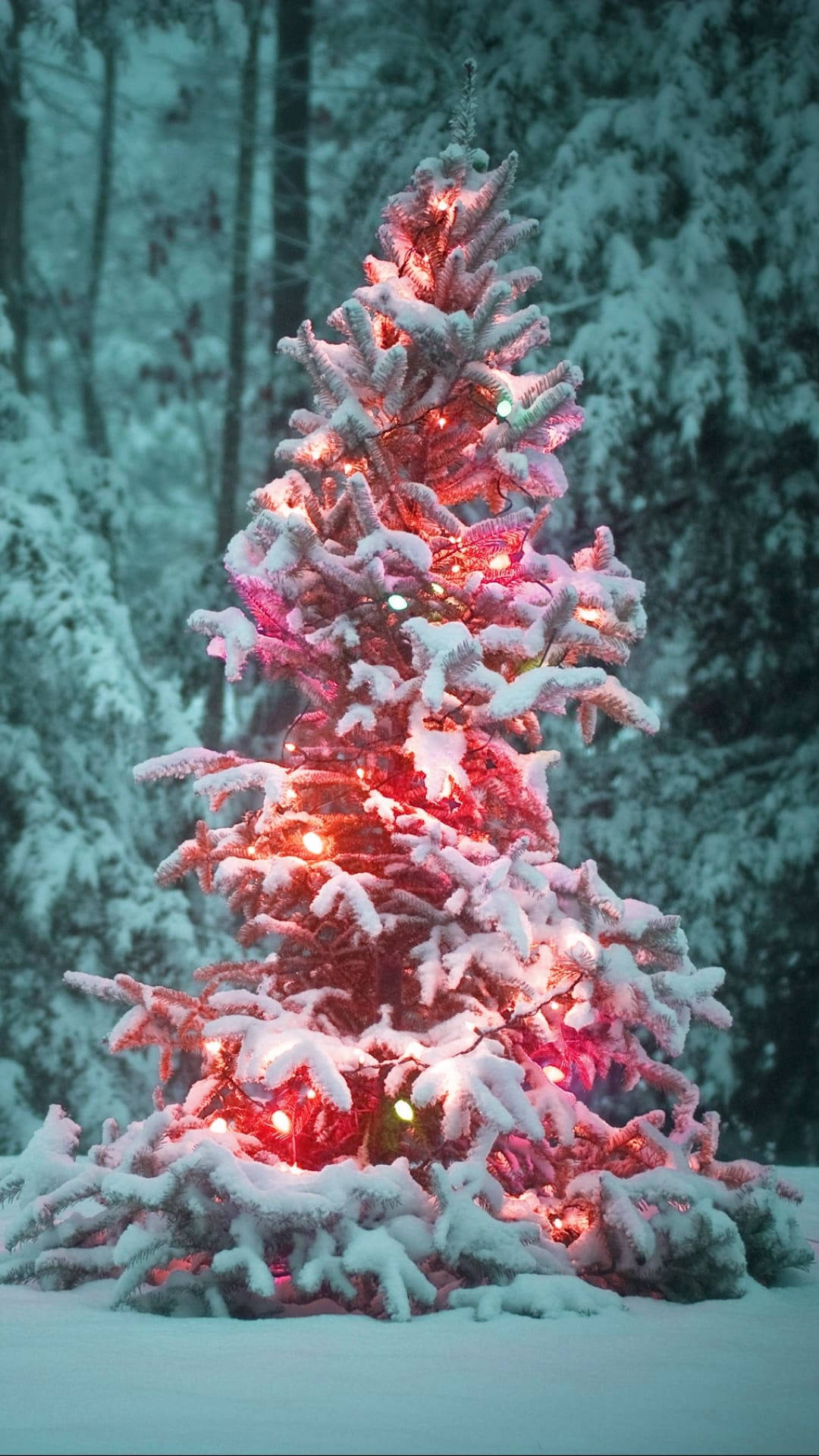 冬季森林夜晚，被紅光照亮的雪松