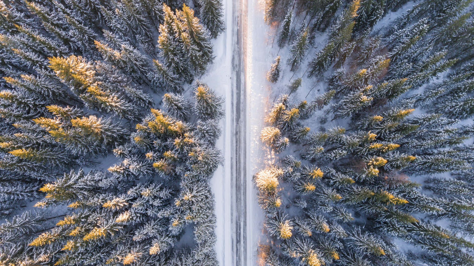 積雪道路蜿蜒穿過冬季森林，金色陽光灑在結霜的樹木上。