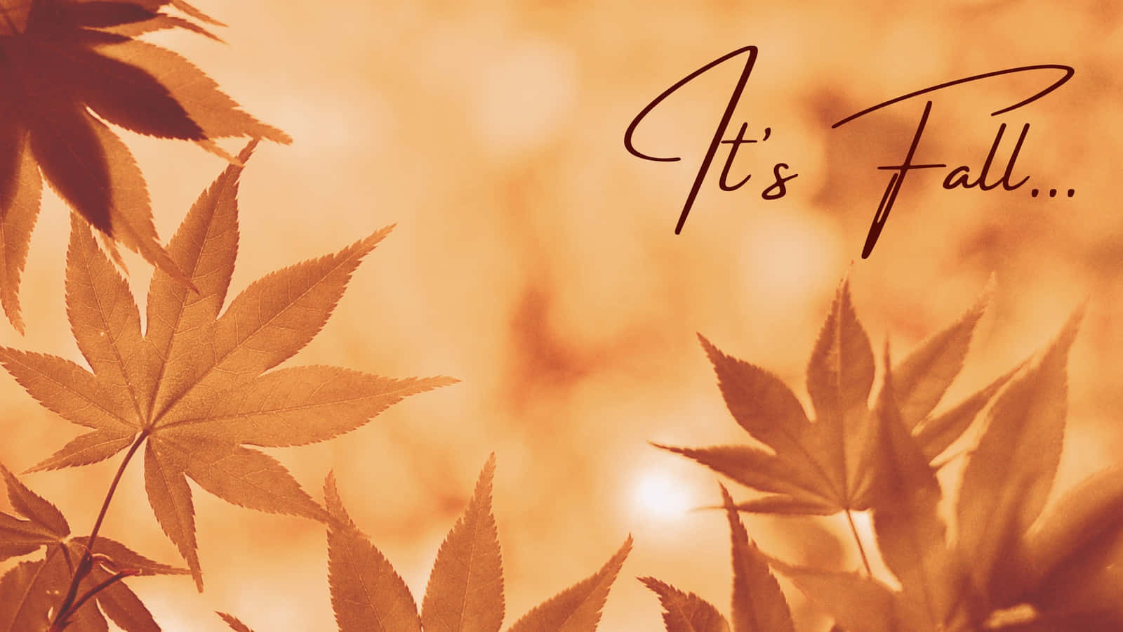 金色楓葉與「It's Fall...」文字，溫暖模糊背景。