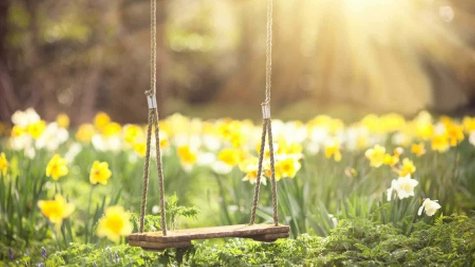 一個木製鞦韆懸掛在黃色和白色水仙花田中，沐浴在金色陽光下。