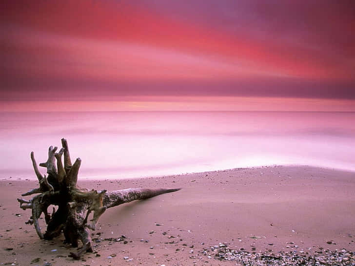 日落時粉紅色海灘上的浮木與平靜的水面。