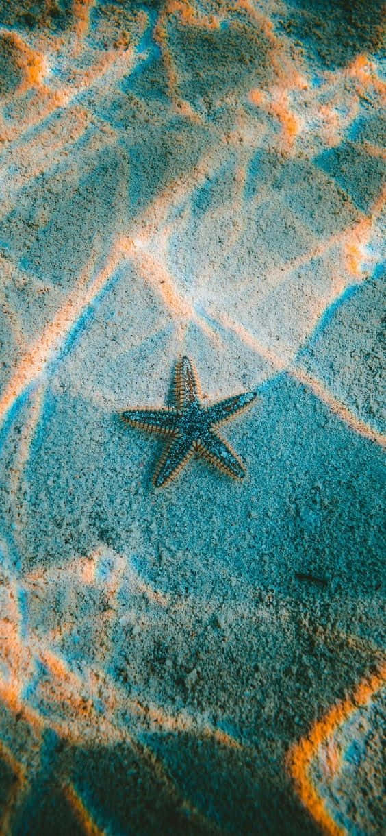 沙質海底上的海星與彩色光紋