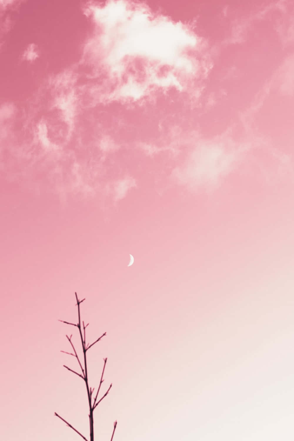 粉紅色天空背景下，光禿樹枝上方的月牙。