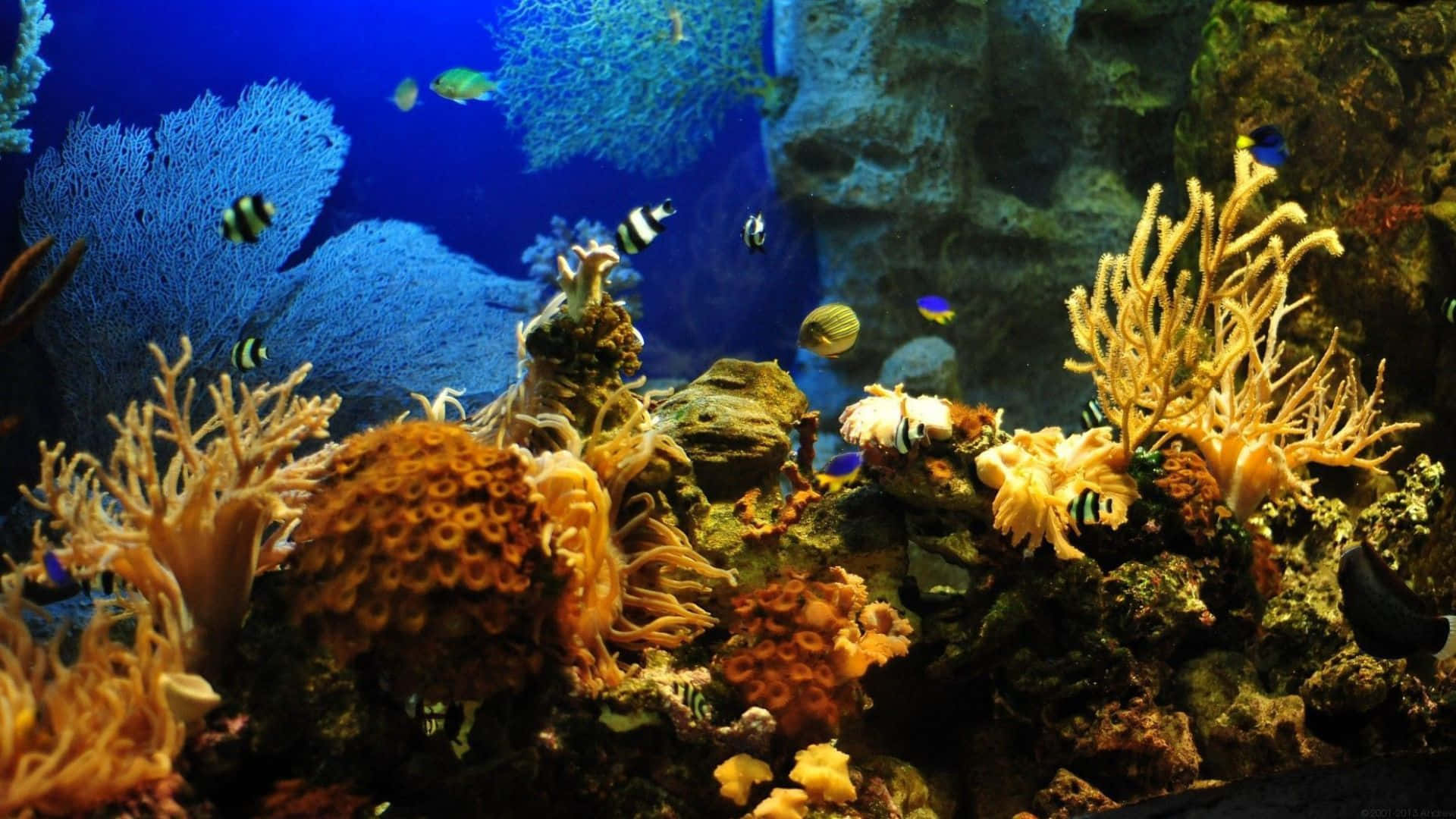 色彩繽紛的魚類在充滿活力的海底礁石中於橙色和藍色珊瑚之間游動。