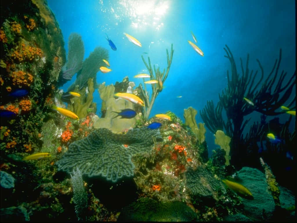 色彩繽紛的魚兒在陽光普照的熱帶水域中，於珊瑚和海扇之間游動。