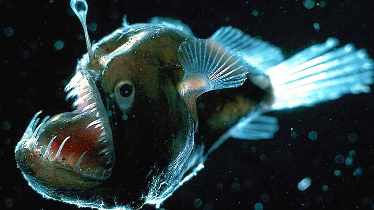 潛入海洋神秘的深處 壁紙 — 深海琵琶魚在充滿浮游粒子的黑水中發出生物發光誘餌的光芒。