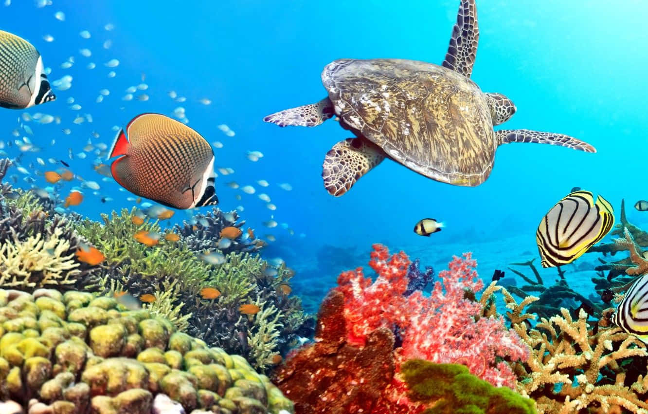 海龜在珊瑚礁上方與熱帶魚一同游泳