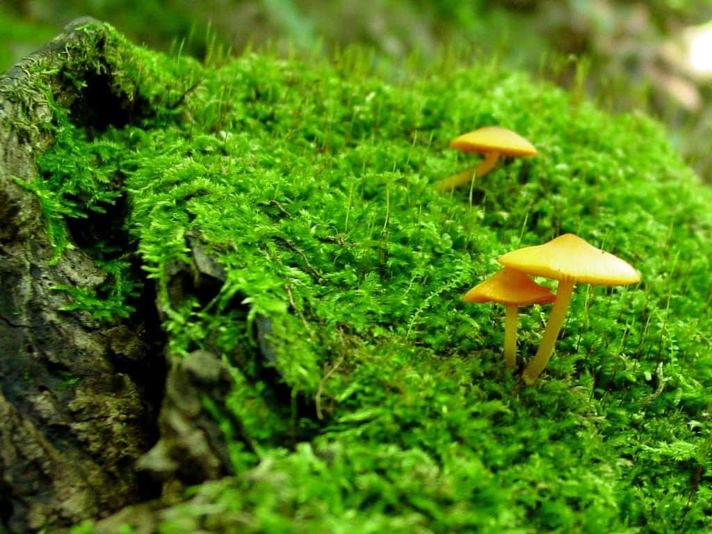 潛入神秘的蘑菇奇幻世界 壁紙 — 細小的橙色蘑菇從森林中風化的樹樁上鮮豔的綠色苔蘚中探出頭來。