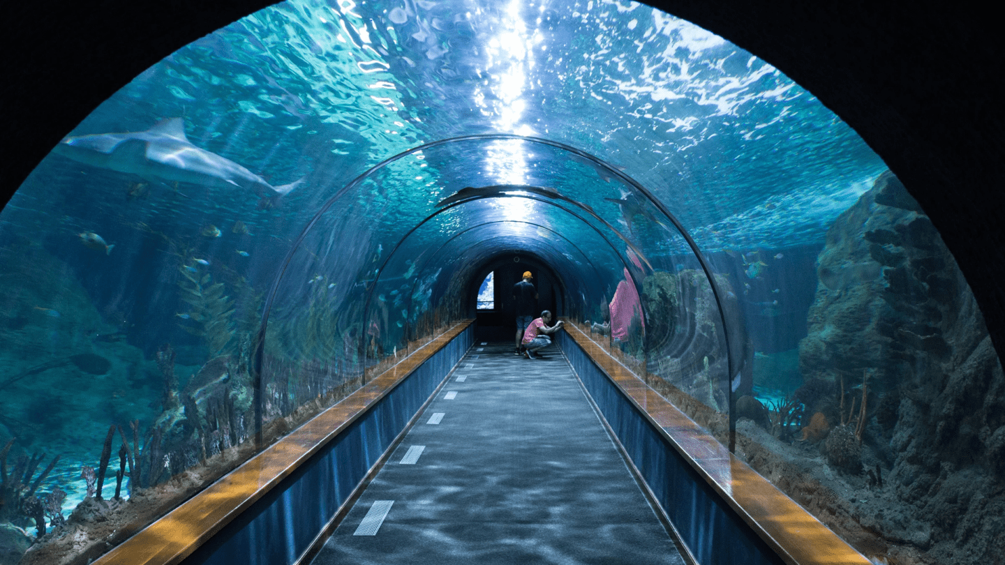 潛入色彩繽紛嘅魚類水族館 壁紙