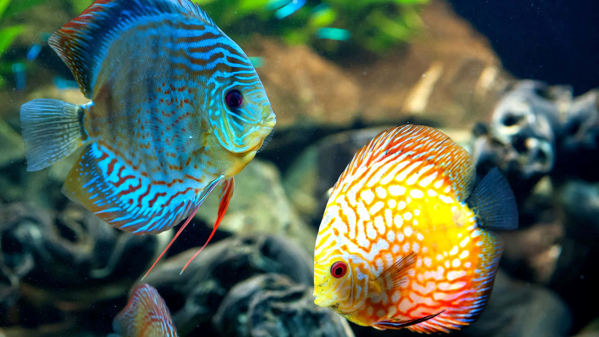 潛入色彩繽紛的冒險——與這些美麗的高清魚同行 壁紙 — 兩條色彩鮮豔的七彩神仙魚在柔軟的水中，靠近岩石水族館裝飾和茂盛的綠色植物優雅地游動。